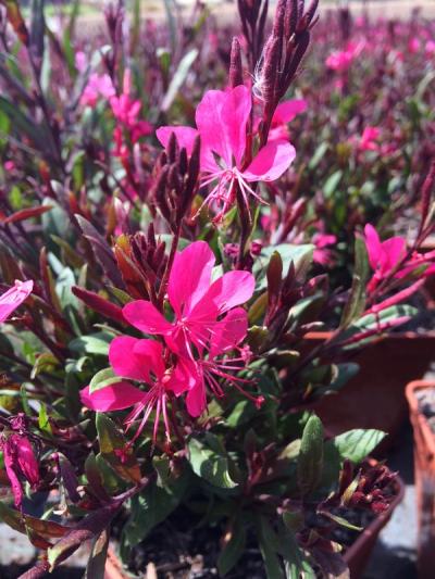 Gaura lindheimeri Belleza 'Dark Pink' ®