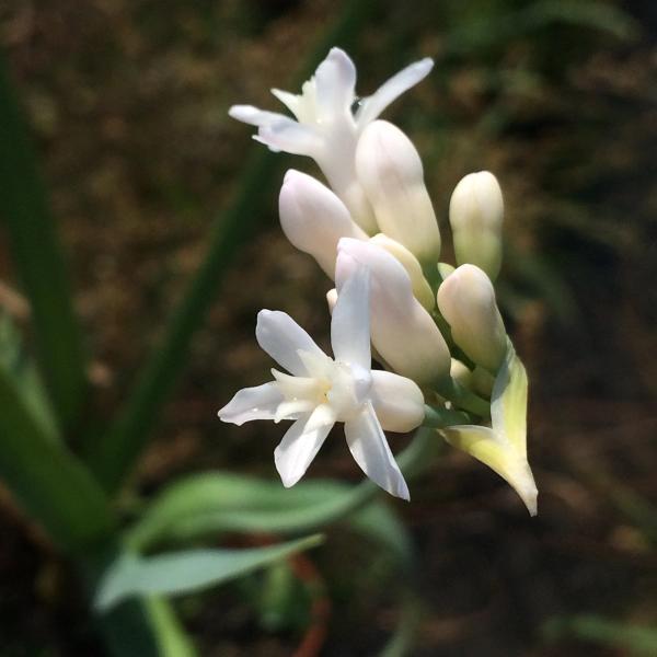 Tulbaghia simmleri 'White'