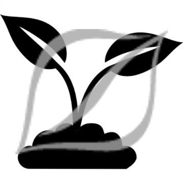 Dianella tasmanica 'Blaze' ®