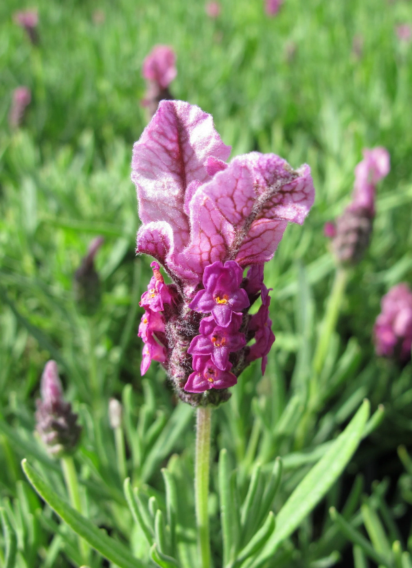 Lavandula stoechas 'Deep Pink'