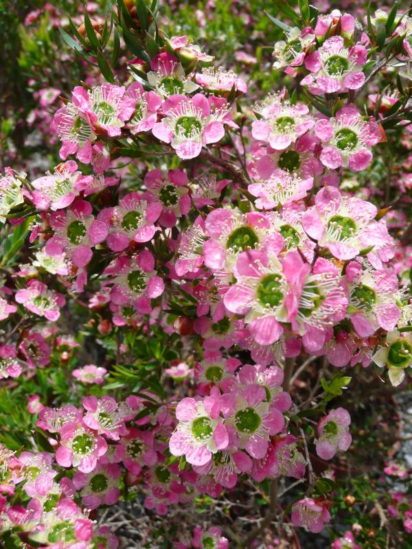 Leptospermum karo 'Pearl Star'
