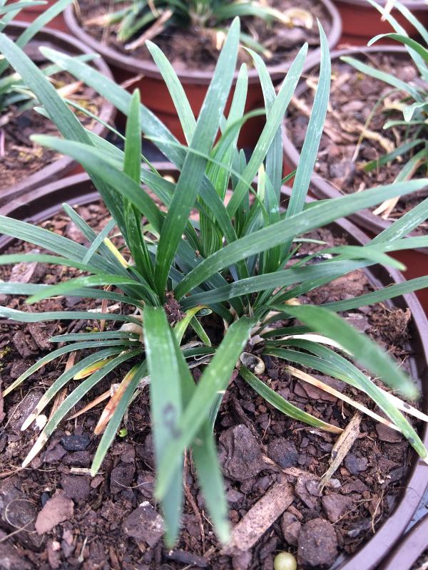 Ophiopogon japonicus 'Kioto'