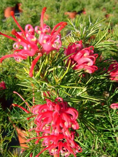 Grevillea juniperina