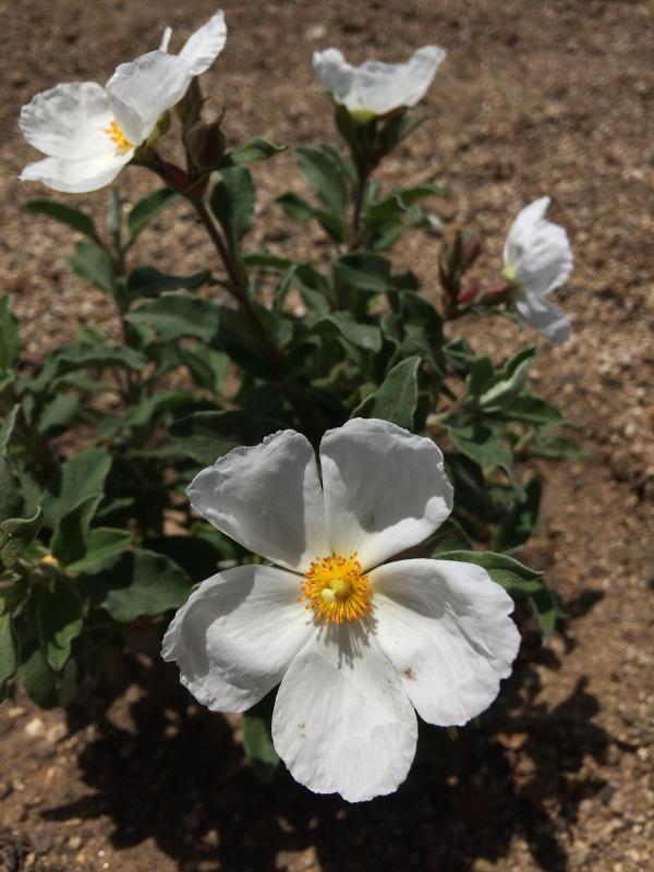 Cistus x argenteus 'Paper Moon'