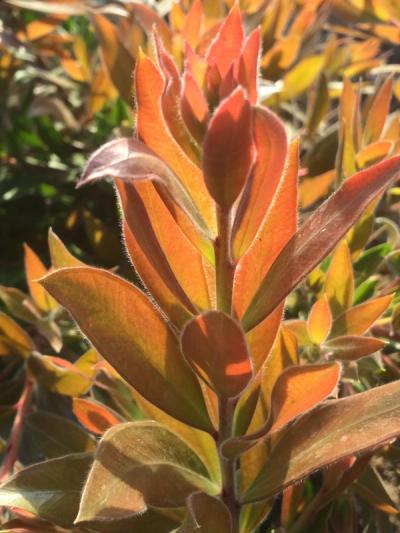 Callistemon 'Red Rocket' ®
