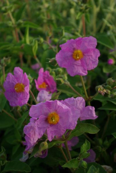Cistus x ralletii