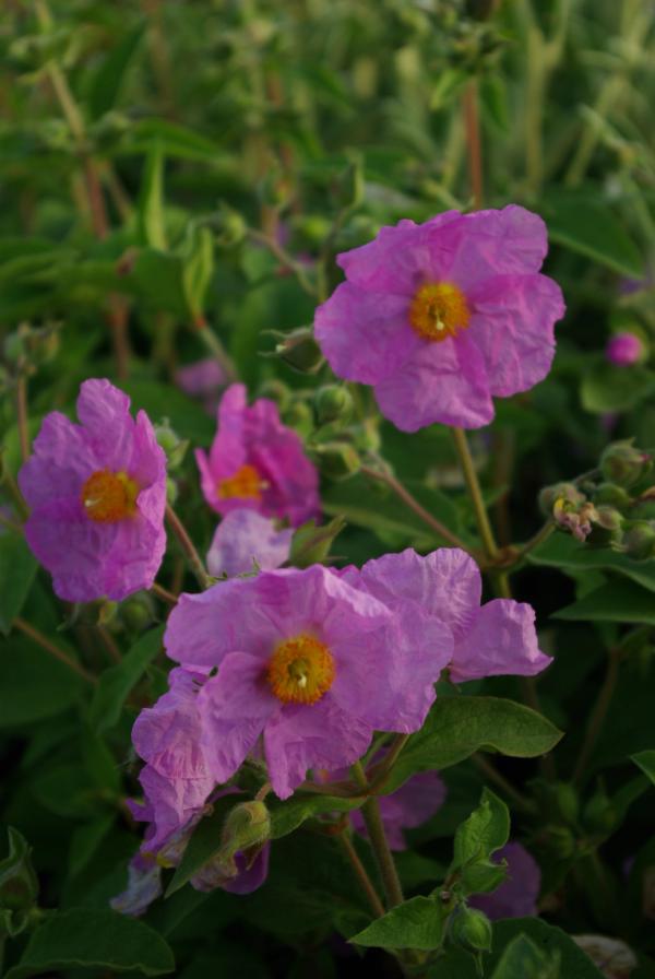 Cistus x ralletii