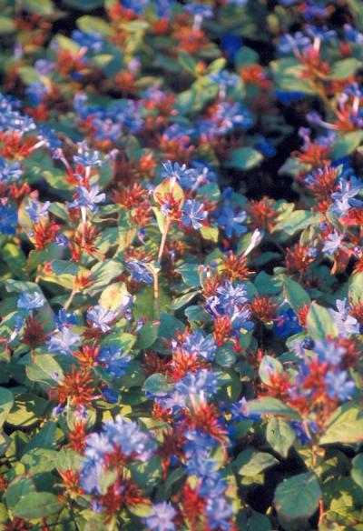 Ceratostigma plumbaginoides