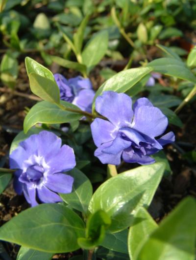 Vinca minor 'Azurea Flore Pleno'