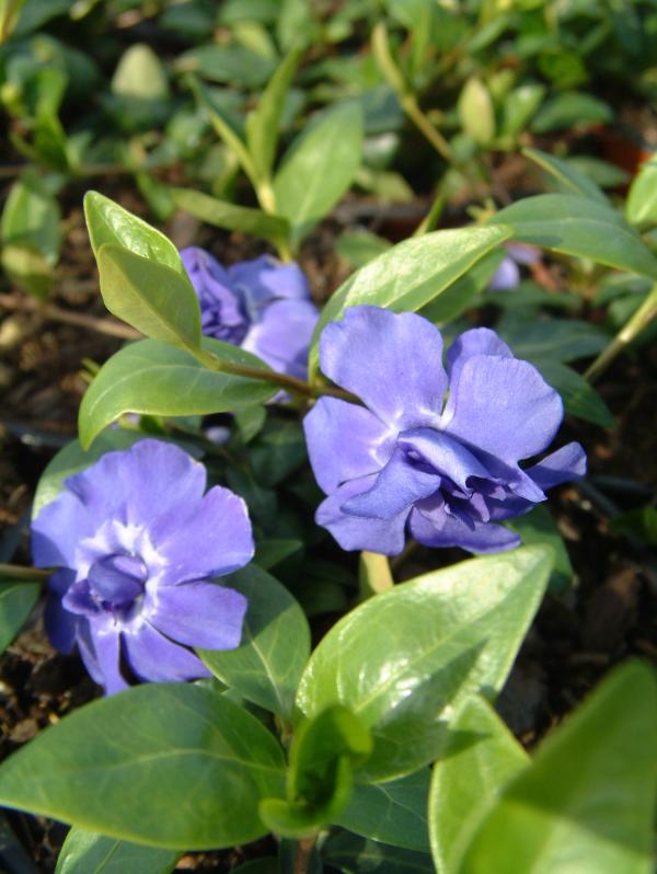Vinca minor 'Azurea Flore Pleno'