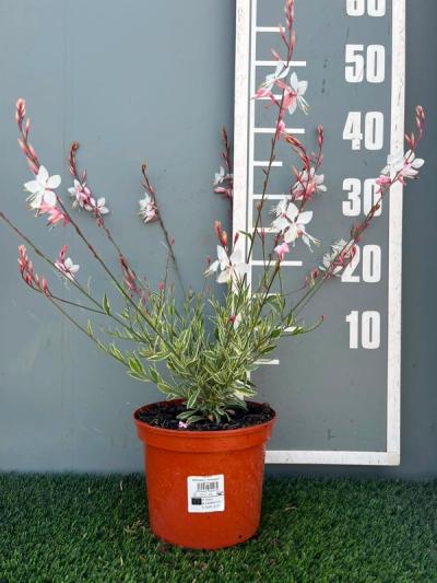 syn. Gaura