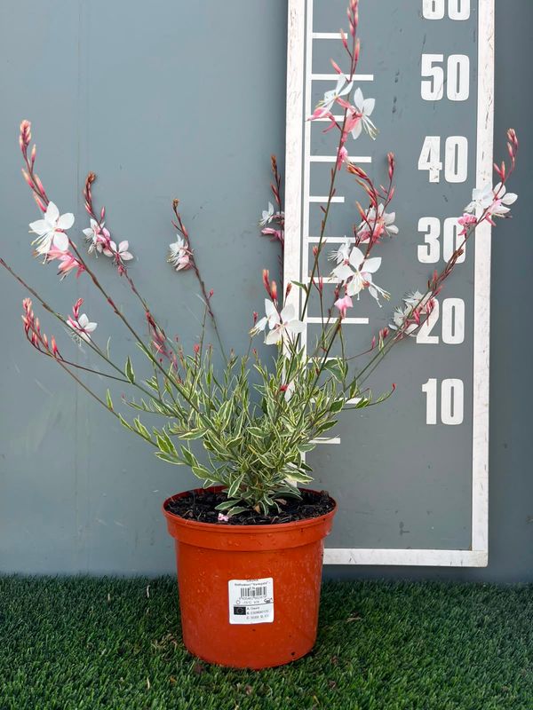 syn. Gaura