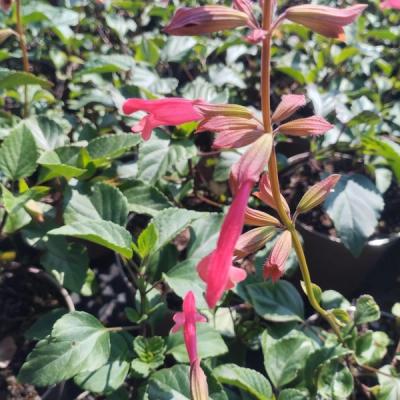 Salvia 'Ember's Wish'