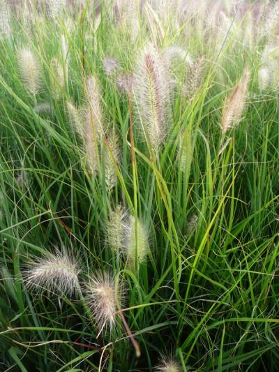 Pennisetum alopecuroides