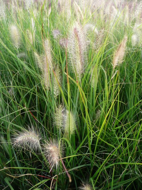 Pennisetum alopecuroides