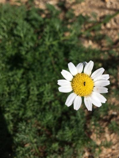 Matricaria tchihatchewii