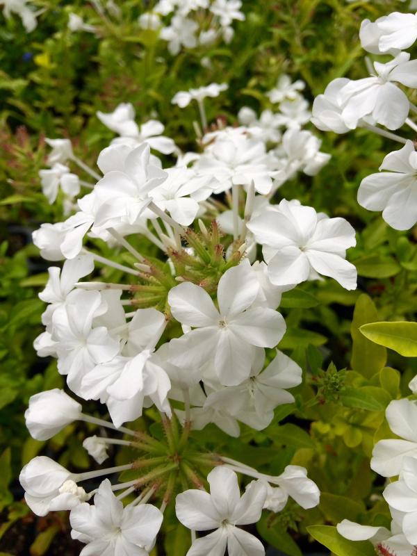 Plumbago auriculata var. 'Alba'