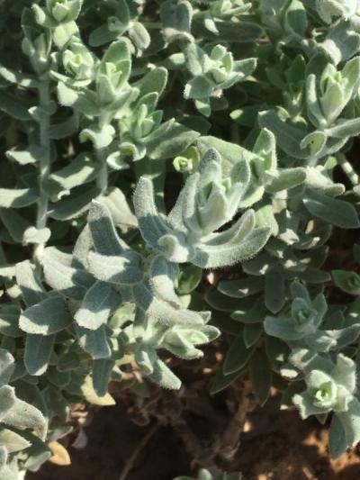 Helichrysum dasyanthum