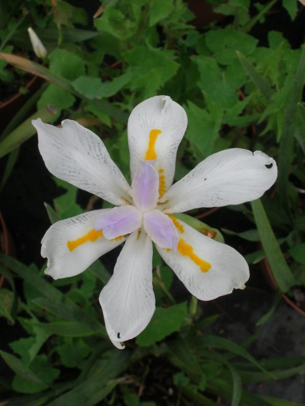 Dietes grandiflora