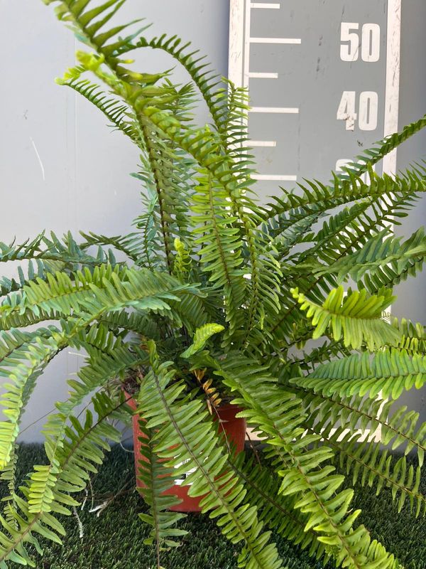 Nephrolepis cordata