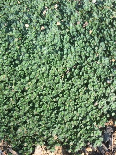Thymus 'Elfin'