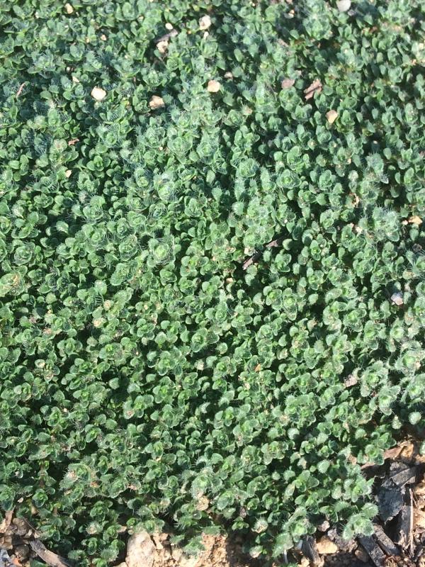 Thymus 'Elfin'