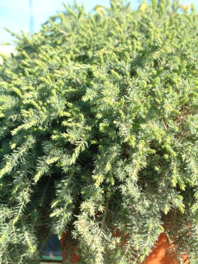 Melaleuca incana 'Velvet Cushion'