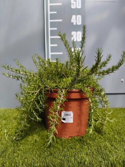 syn. Rosmarinus officinalis 'Prostratus'