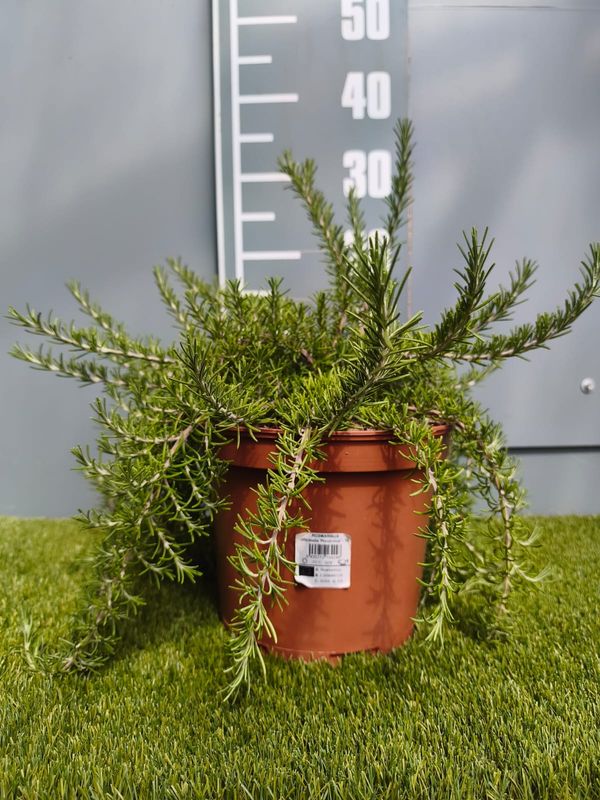 syn. Rosmarinus officinalis 'Prostratus'