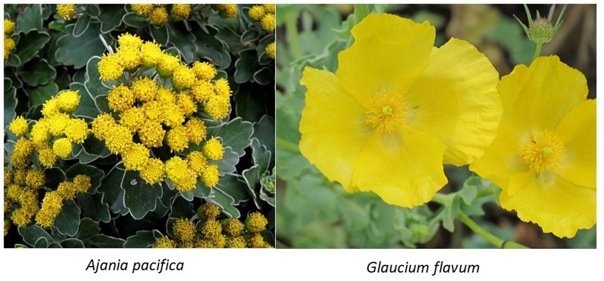 Ajania pacifica & Glaucium flavum