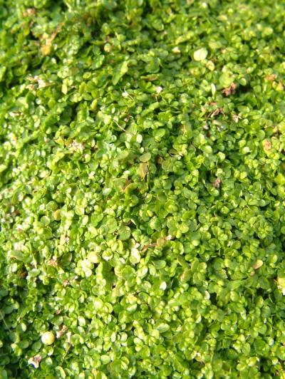 Soleirolia soleirolii
