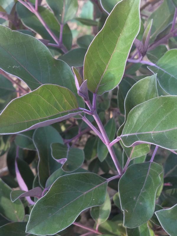 Vitex trifolia 'Purpurea'