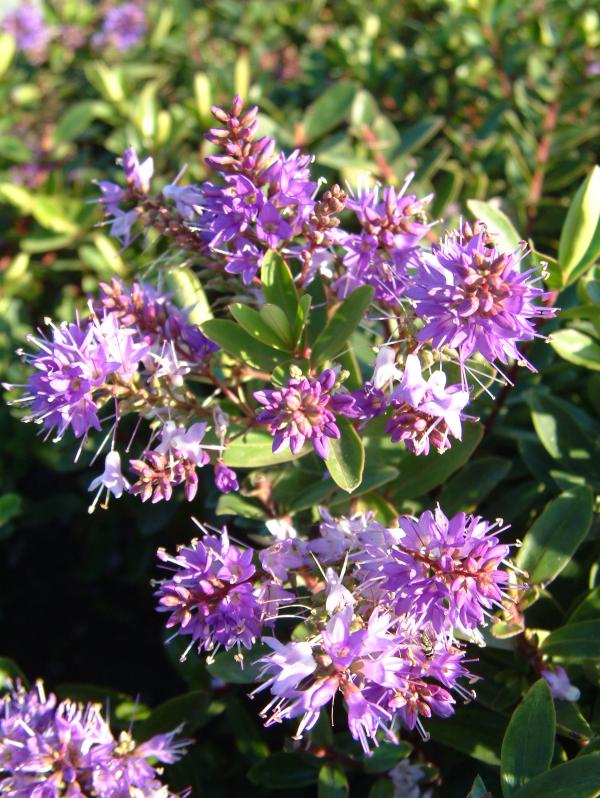 Hebe x franciscana 'Blue Gem'