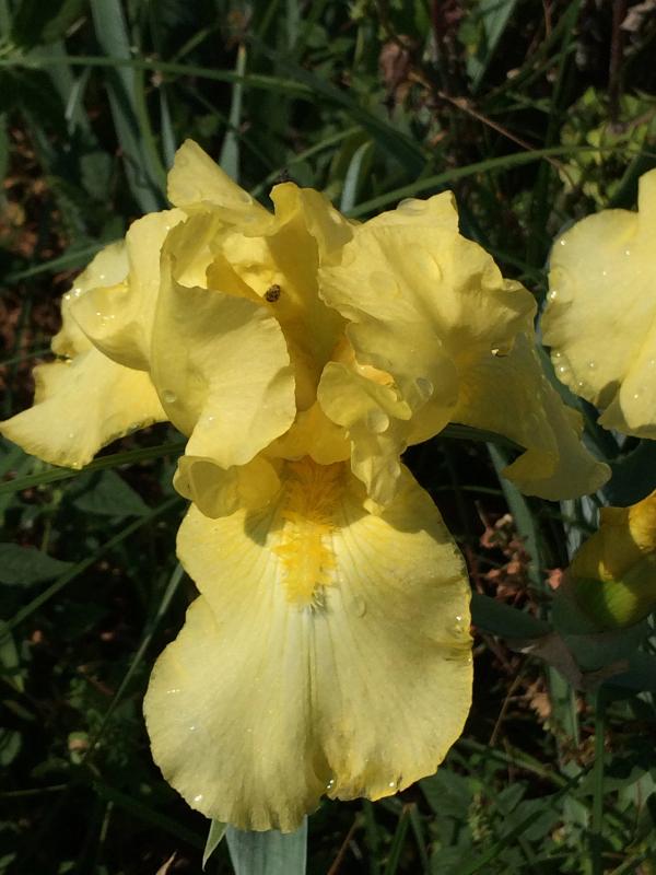 Iris 'Harvest of Memories' (Yellow)