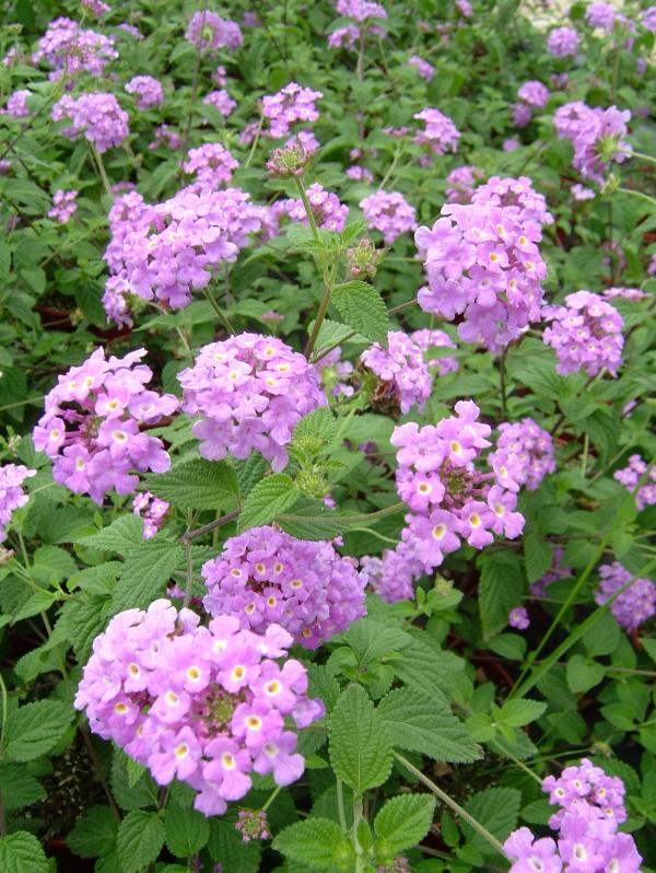 Lantana montevidensis