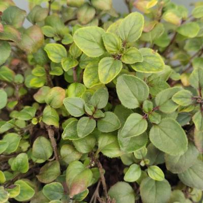 Origanum laevigatum 'Herrenhausen'