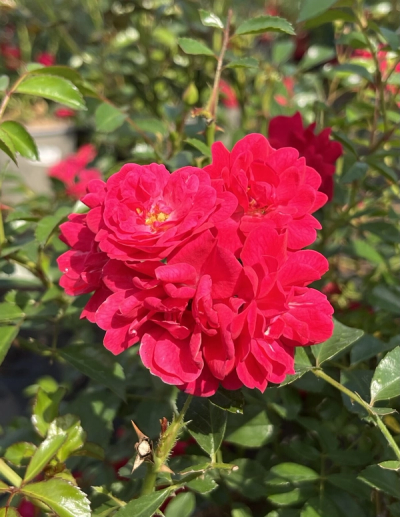 Rosa 'The Fairy Red'