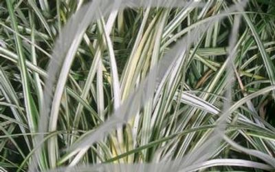 Ophiopogon japonicus 'Silver Mist'