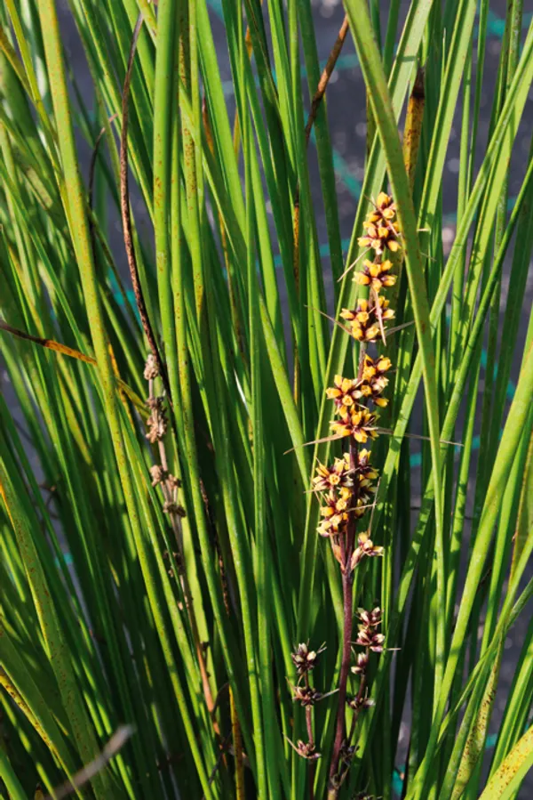 Lomandra longifolia 'Tanika' ®