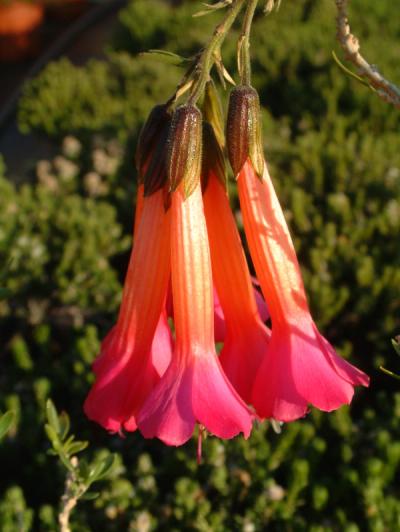 Cantua buxifolia