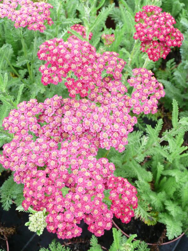 Achillea millefolium 'Red Velvet'