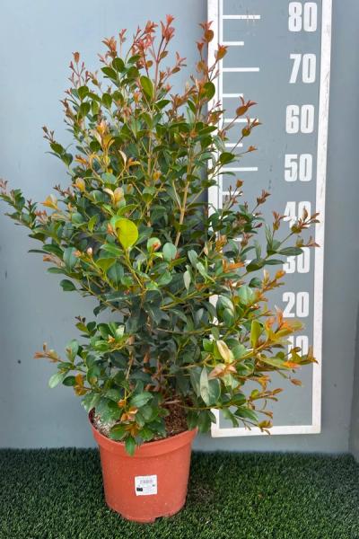 Syzygium uniflora'Etna Fire' ®