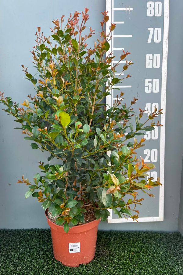 Syzygium uniflora'Etna Fire' ®