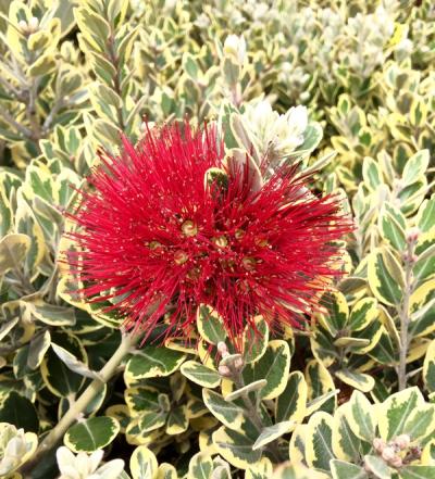 Metrosideros excelsa 'Variegata'