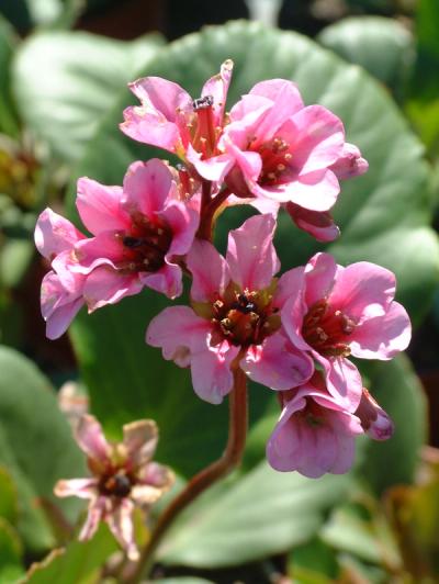 Bergenia crassifolia