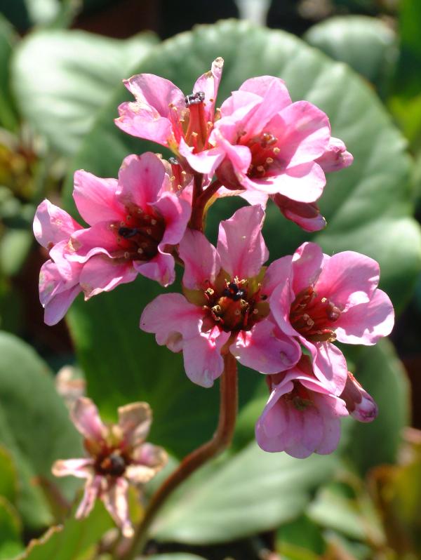 Bergenia crassifolia