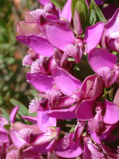 Polygala myrtifolia