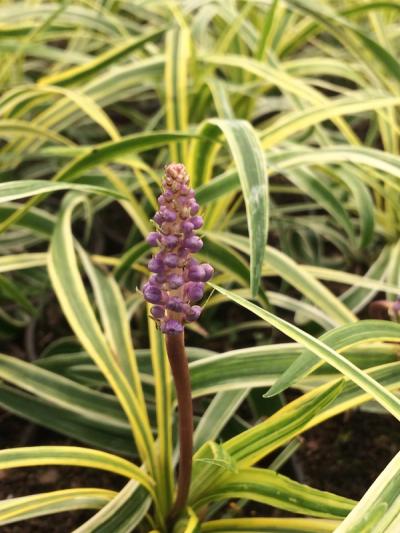 Liriope muscari 'Silvery Sunproof'