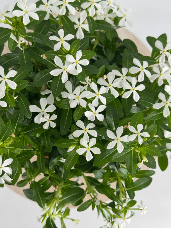 Catharanthus soirée 'White'®