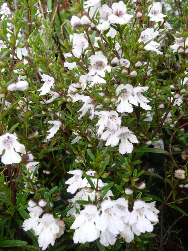 Prostanthera 'Poorinda Ballerina'